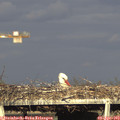 18_15-mast.jpg