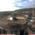 18_15-nest.jpg