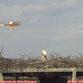 18_20-mast.jpg