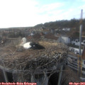18_20-nest.jpg