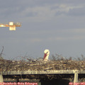 18_25-mast.jpg