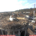 18_25-nest.jpg