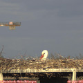 18_30-mast.jpg
