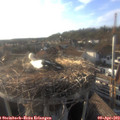 18_30-nest.jpg