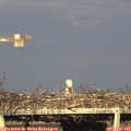 18_35-mast.jpg