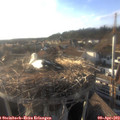 18_35-nest.jpg