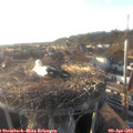 18_40-nest.jpg