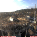 18_45-nest.jpg
