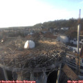 18_50-nest.jpg