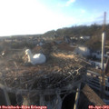 18_55-nest.jpg