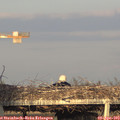 19_00-mast.jpg