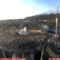 19_00-nest.jpg