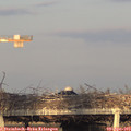19_10-mast.jpg