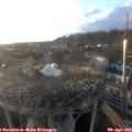 19_15-nest.jpg