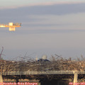 19_20-mast.jpg