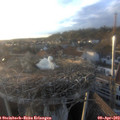 19_20-nest.jpg