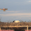 19_35-mast.jpg