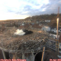 19_35-nest.jpg