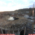 19_45-nest.jpg