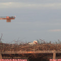 19_50-mast.jpg