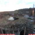 19_50-nest.jpg