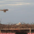 19_55-mast.jpg
