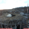 19_55-nest.jpg