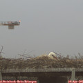06_50-mast.jpg