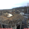 06_50-nest.jpg
