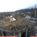 06_55-nest.jpg