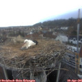 07_00-nest.jpg