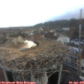 07_15-nest.jpg