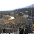 07_30-nest.jpg