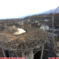 07_35-nest.jpg