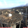 07_50-nest.jpg