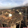 07_55-nest.jpg
