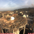 08_00-nest.jpg