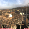 08_05-nest.jpg