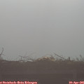 08_10-mast.jpg