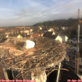 08_15-nest.jpg