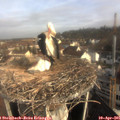 08_50-nest.jpg