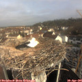 09_10-nest.jpg