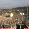 09_30-nest.jpg