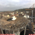 09_45-nest.jpg