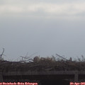 09_50-mast.jpg
