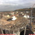 09_50-nest.jpg