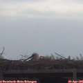 09_55-mast.jpg