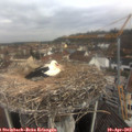 10_00-nest.jpg