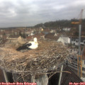 10_05-nest.jpg