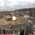 10_10-nest.jpg